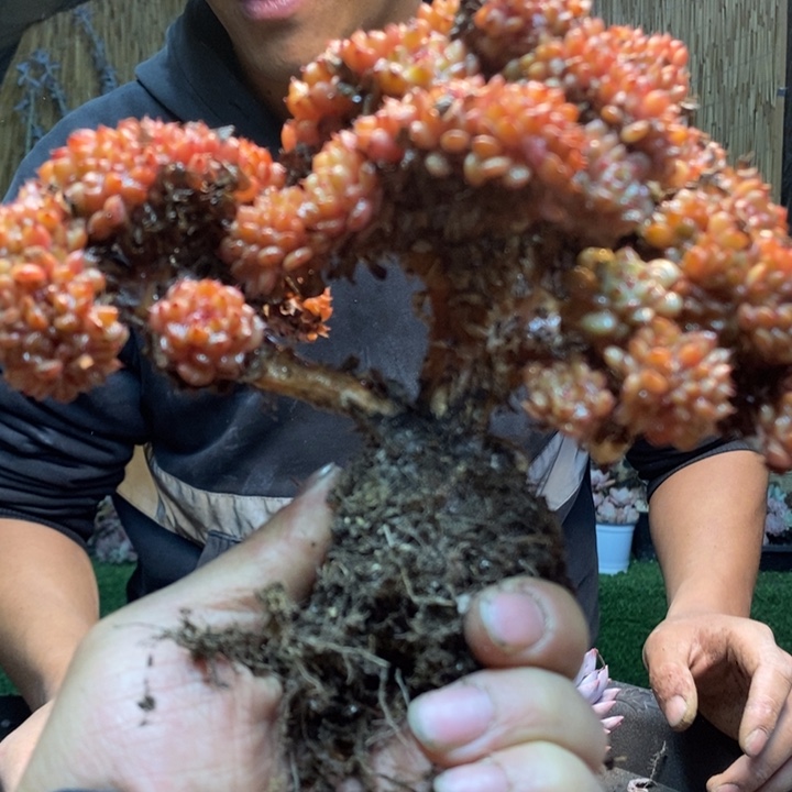 阿***不17号白胖子多肉植物