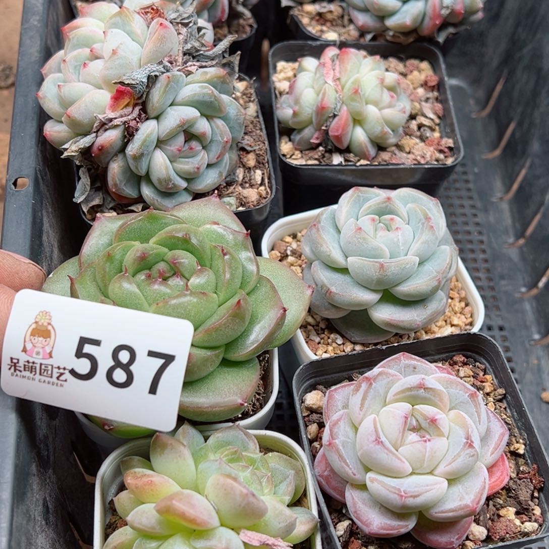 @*左多肉植物多肉植物