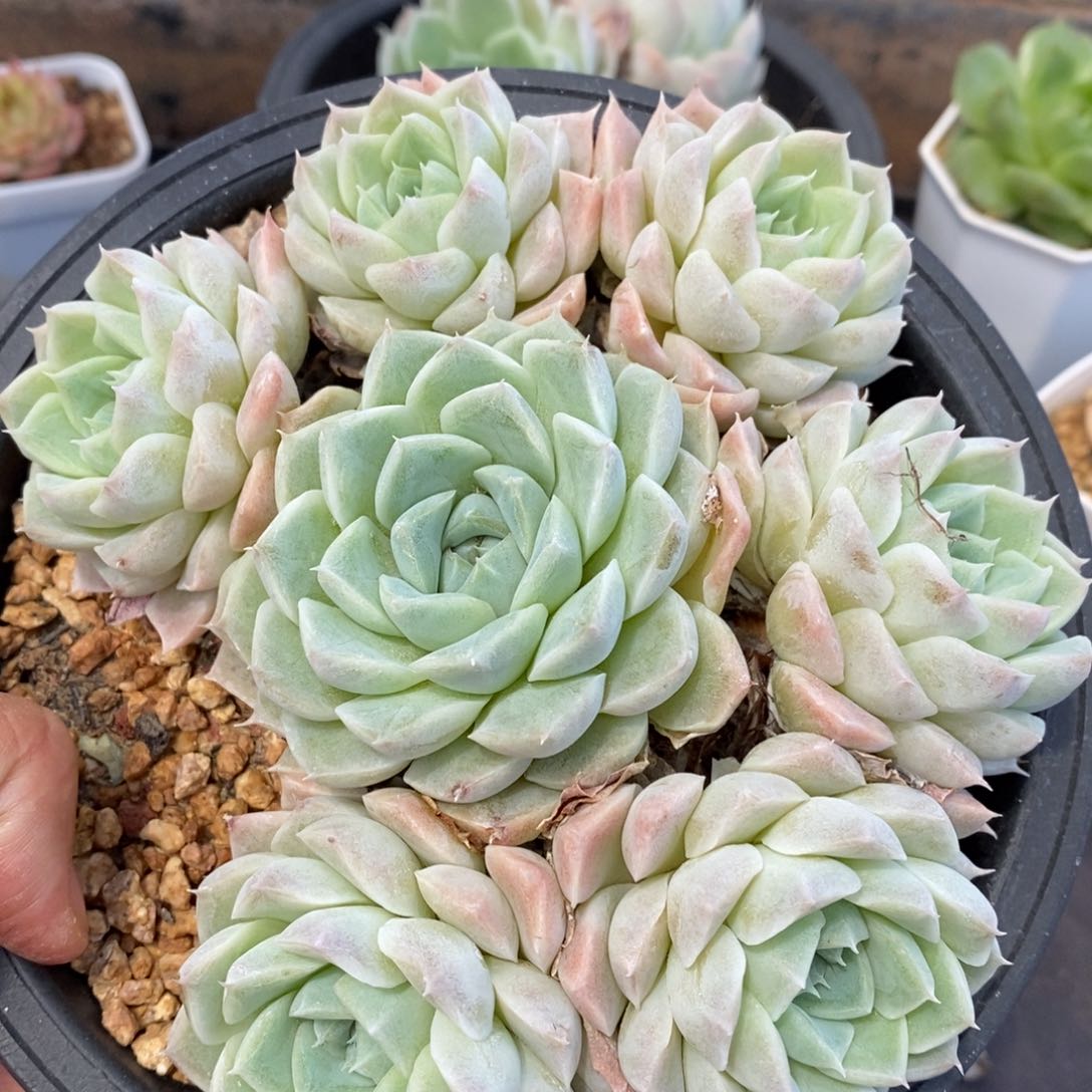 精品多肉一物一拍不包整172