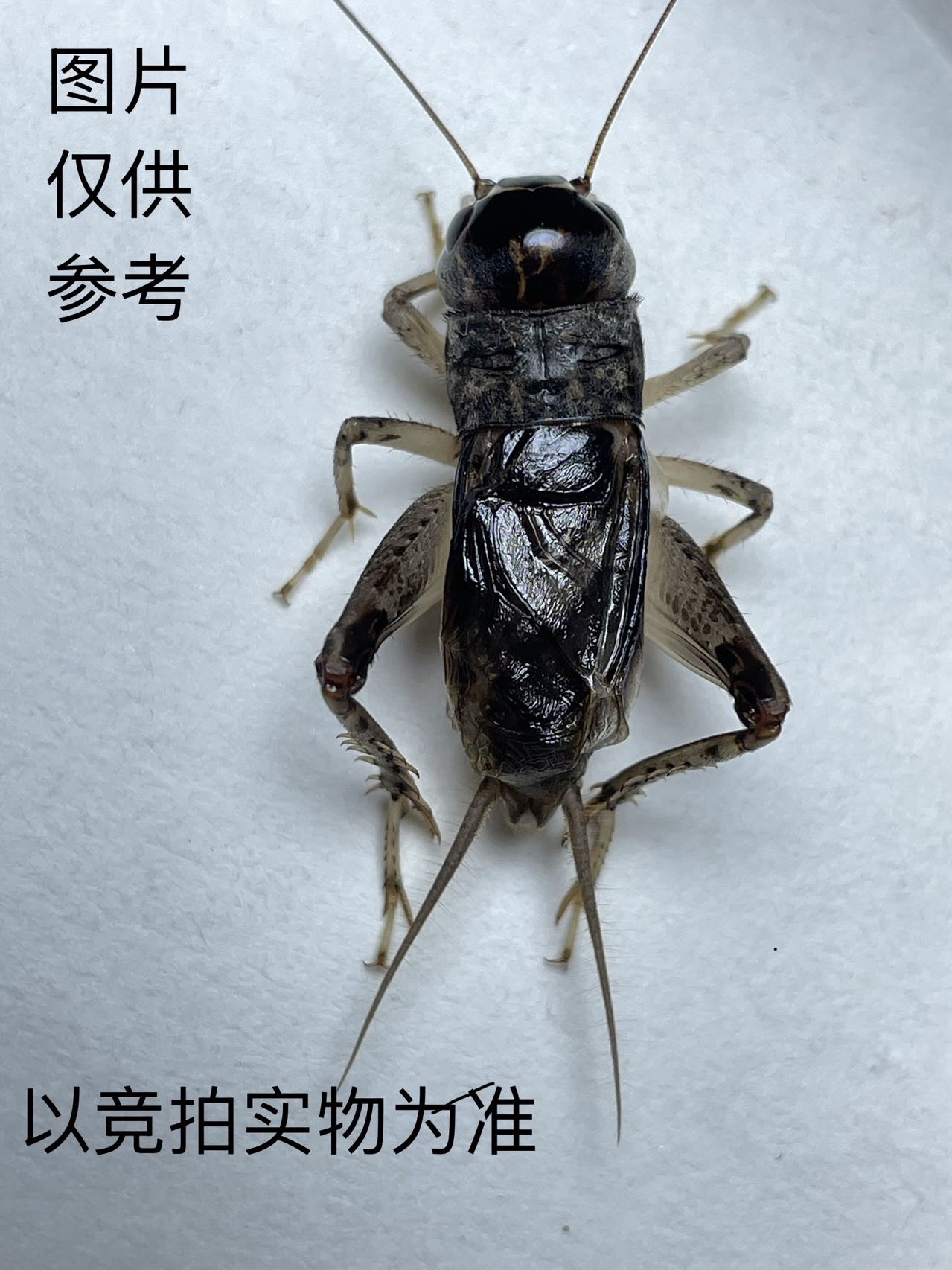 新品斗蟋丶口重丶耐盘