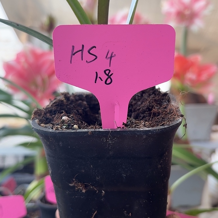 无花朵hs4朱顶红直径1.5-2