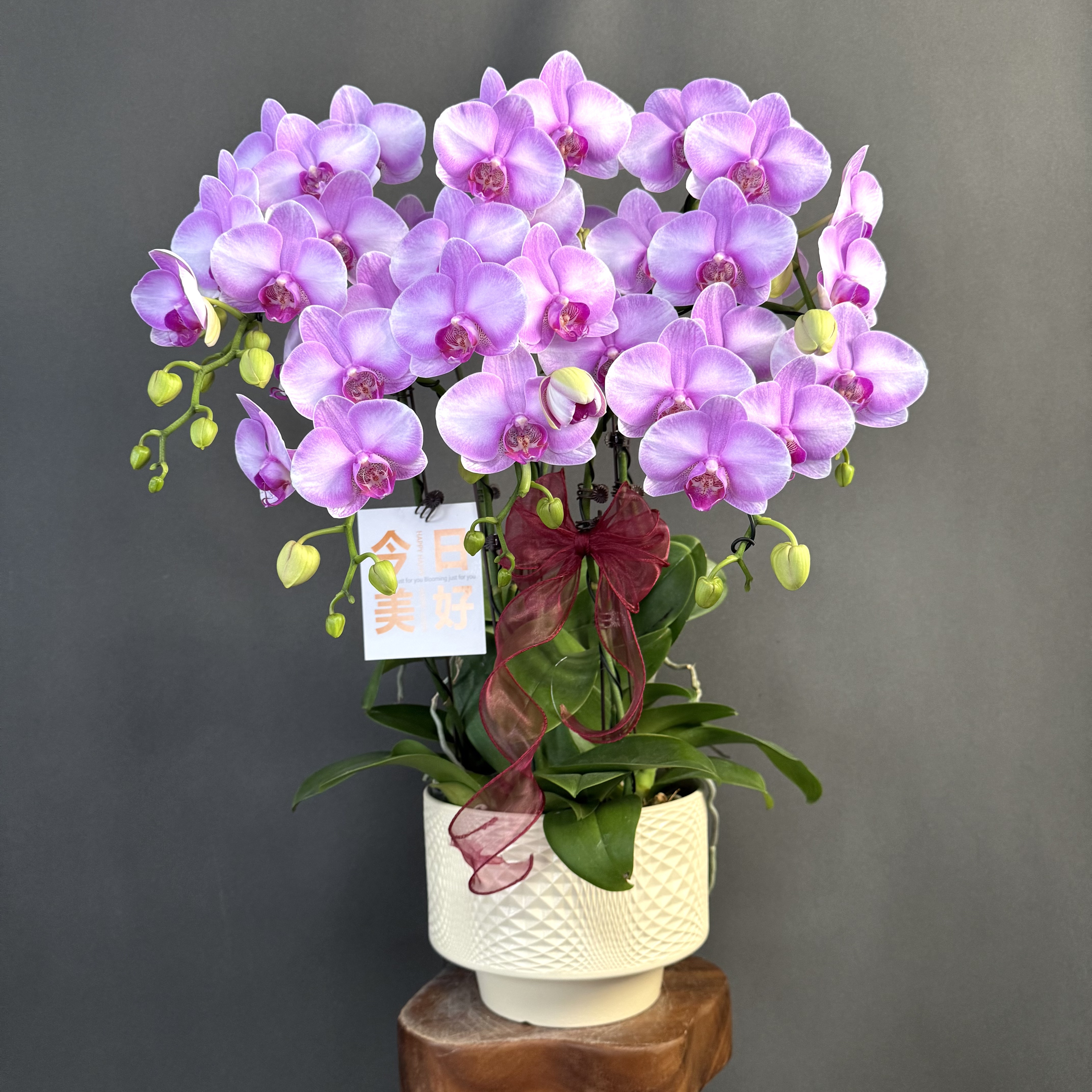 【月亮公主】欧品 天然色系马克龙花花 精致款蝴蝶兰 室内花卉