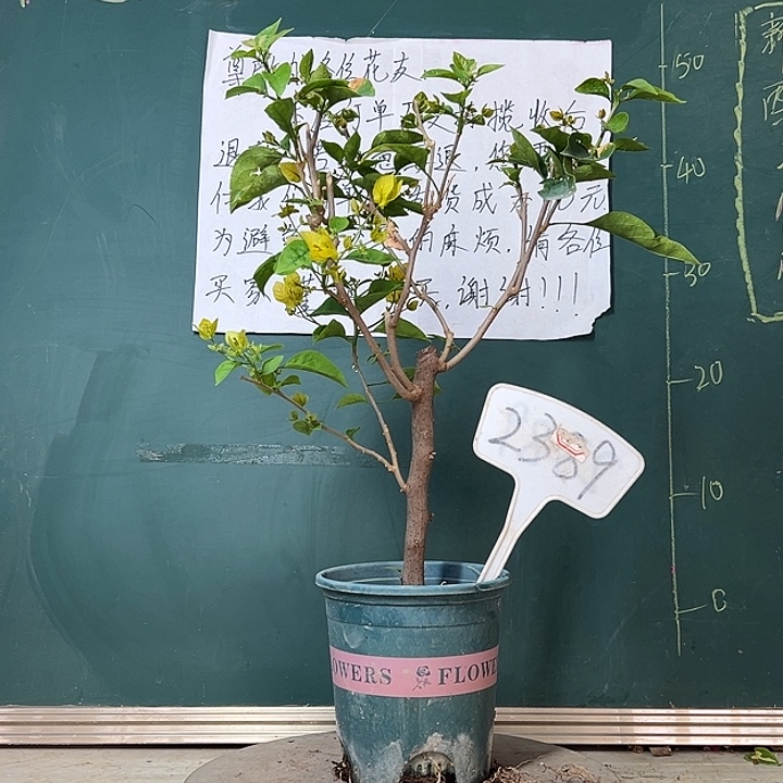 完全开放    黄玫瑰2389