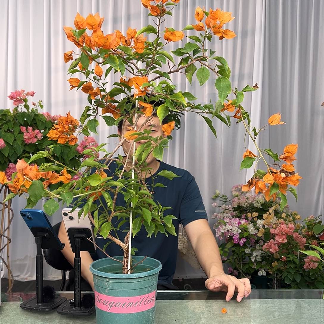 大部分开放少量花苞橙桑巴带竹一棵