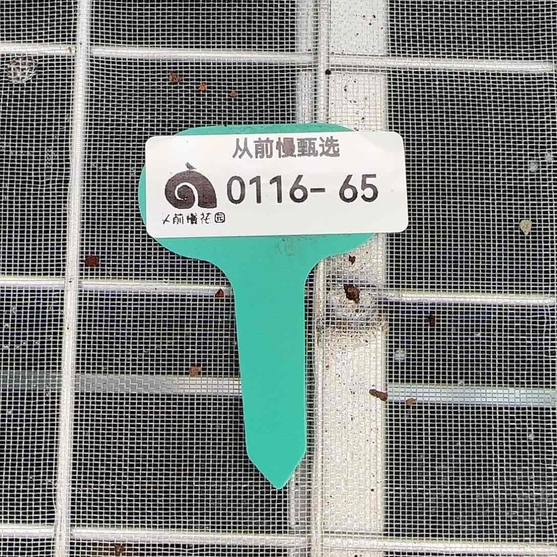 从前慢花园精选多肉编号0116-65