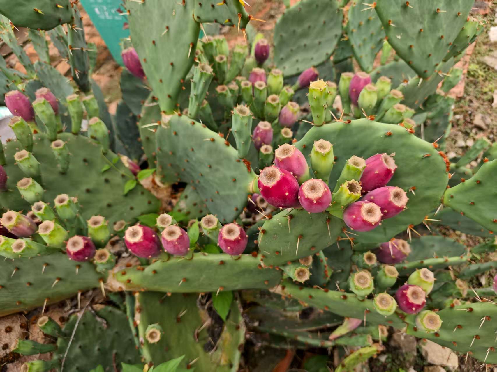 仙人掌果鲜果野生新鲜采摘应季水果一斤装