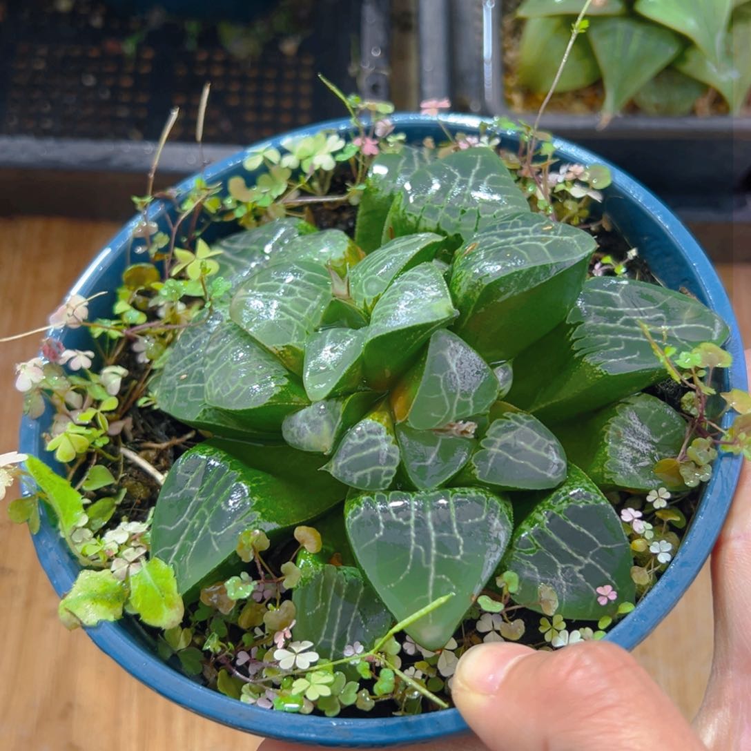 加仑盆双头月影母本1