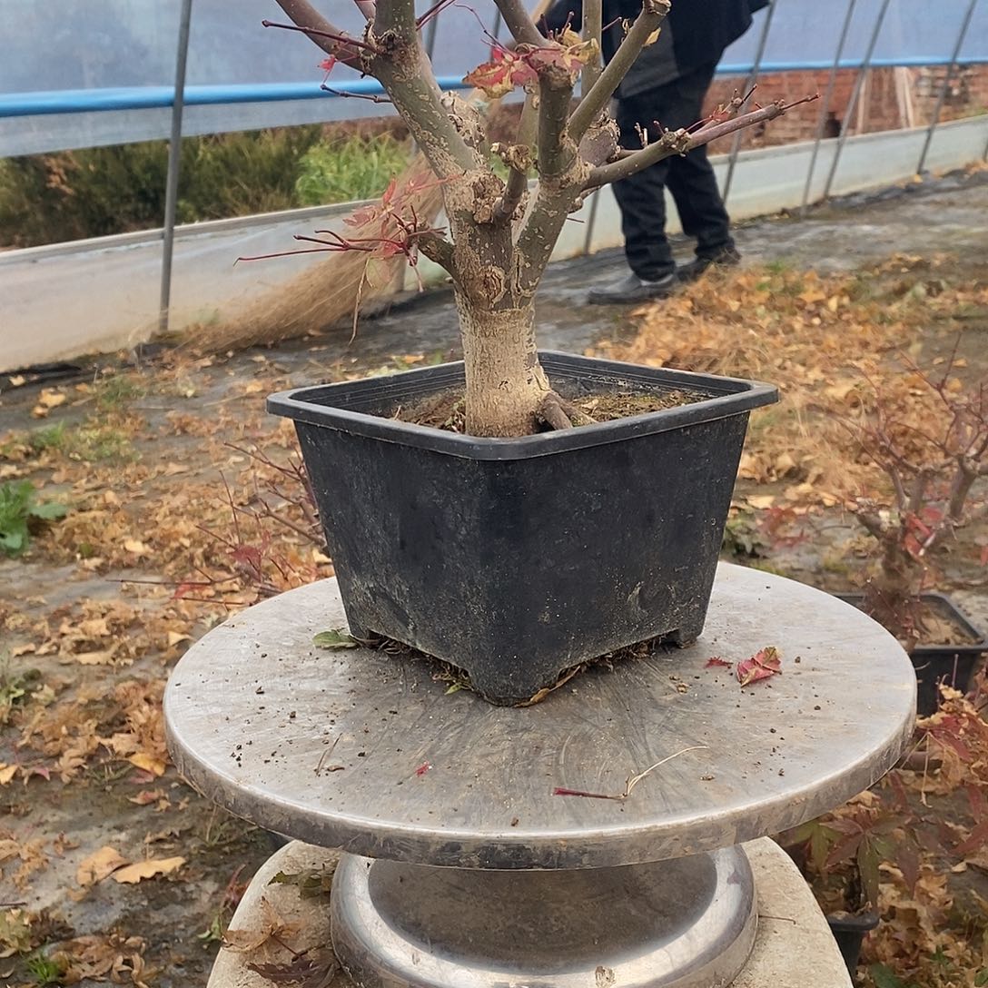 无花朵初星星枫树