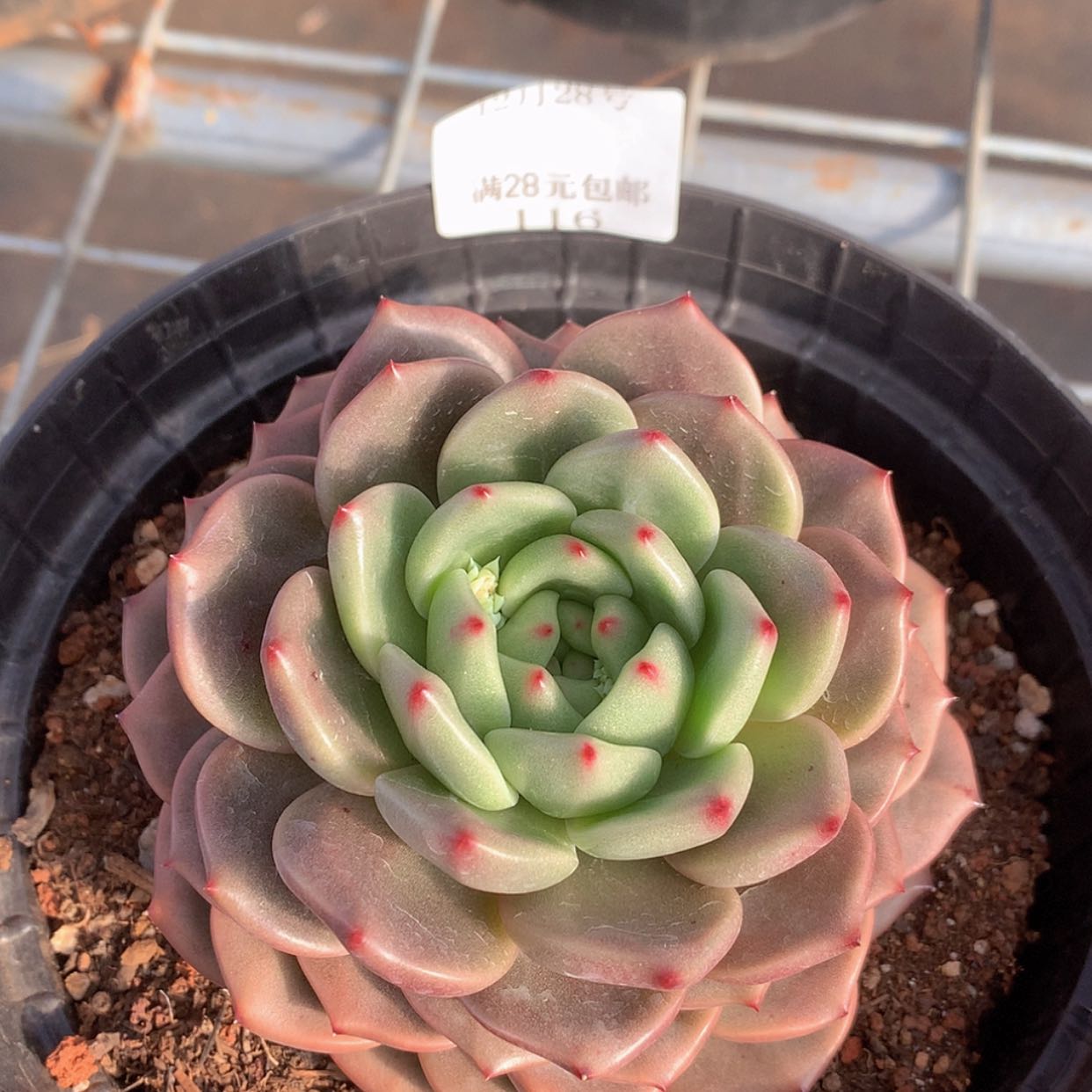 【闪购商品】云116号