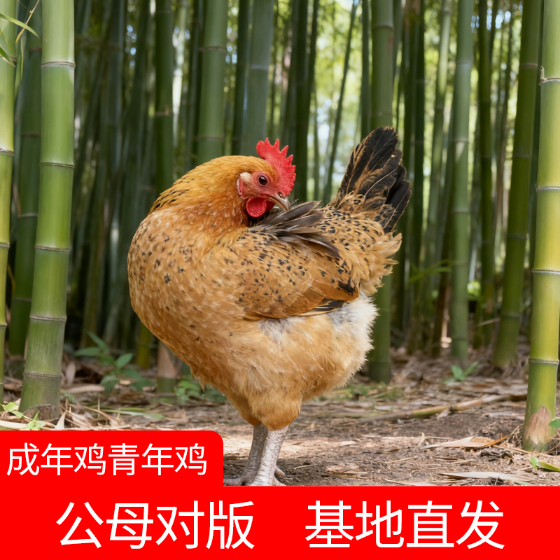 【活体】一斤成年鸡青年鸡红瑶鸡体态圆润庭院观赏鸡宠物鸡土鸡