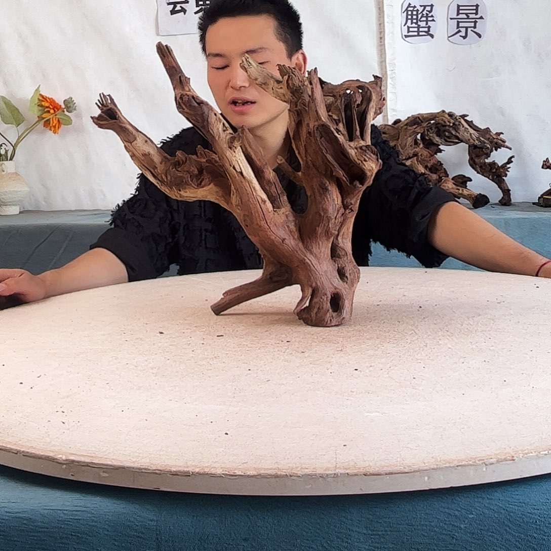 沉木造景爬宠造景