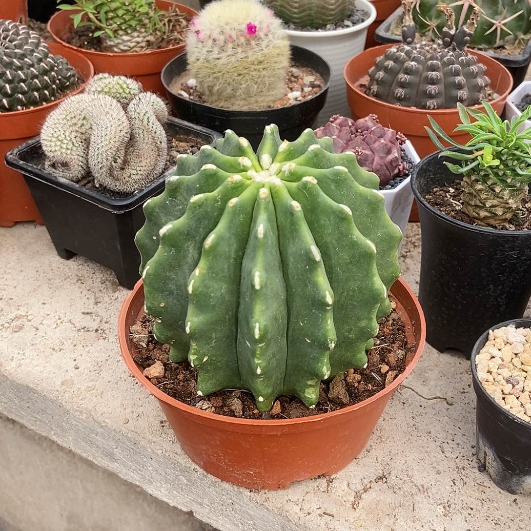 无刺王冠龙一个，