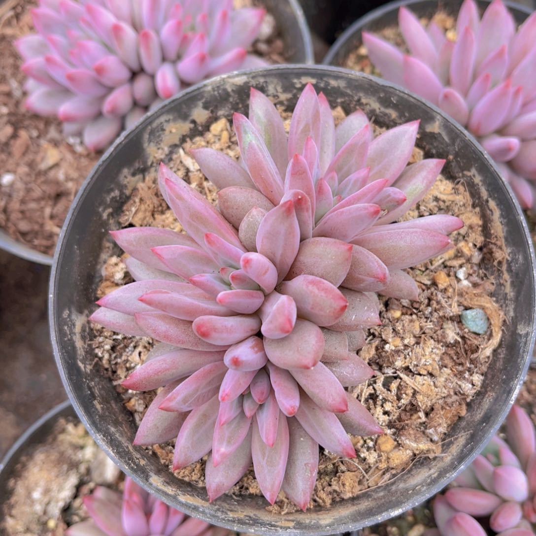 多肉植物提取技术研究