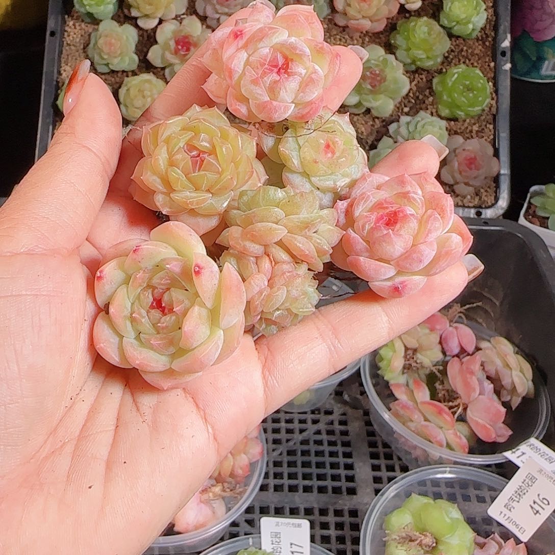 1106--418麦秆优选不包整