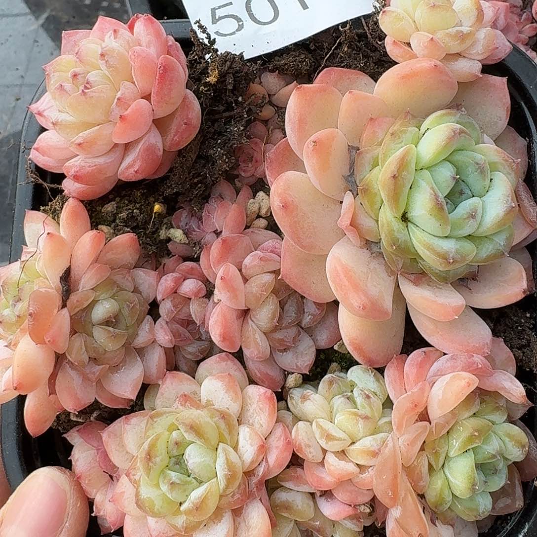 杂交新品珍妮多肉501