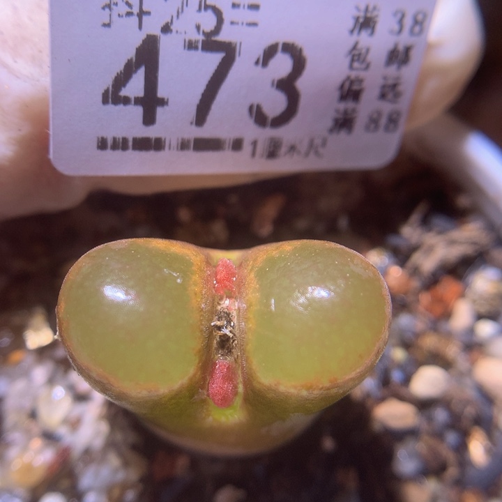 精品生石花25.473