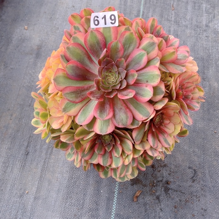 619老庄多肉法师雨荷