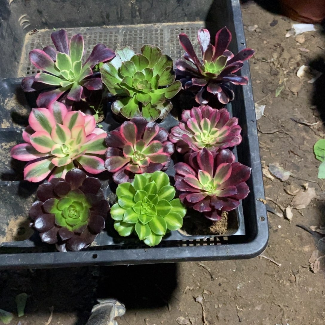 无花朵8号链接九颗小苗不重复