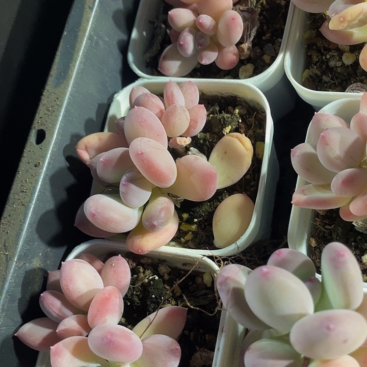 双头蛋黄奶带盆土发