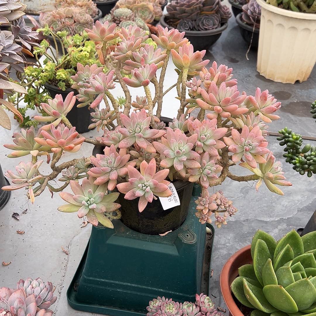 文***娜4676秋丽多肉植物多肉