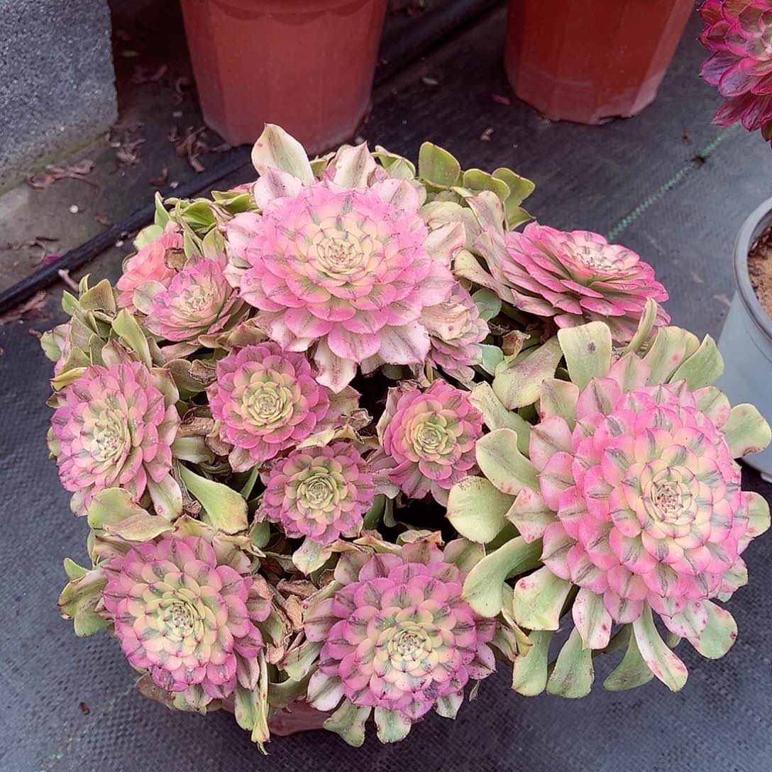 法师多肉哈哈哈哈