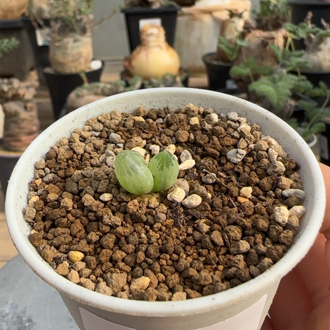 124洛丽塔 洛丽塔 