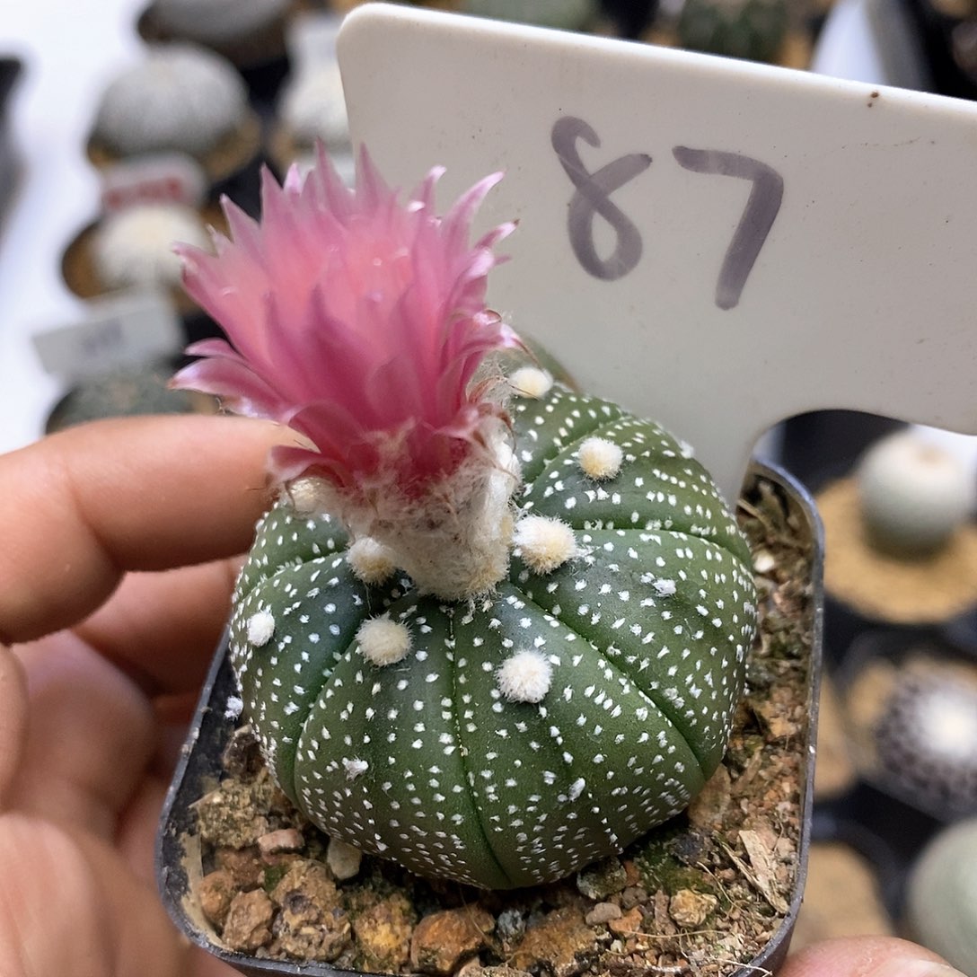 开播福利特价款福利