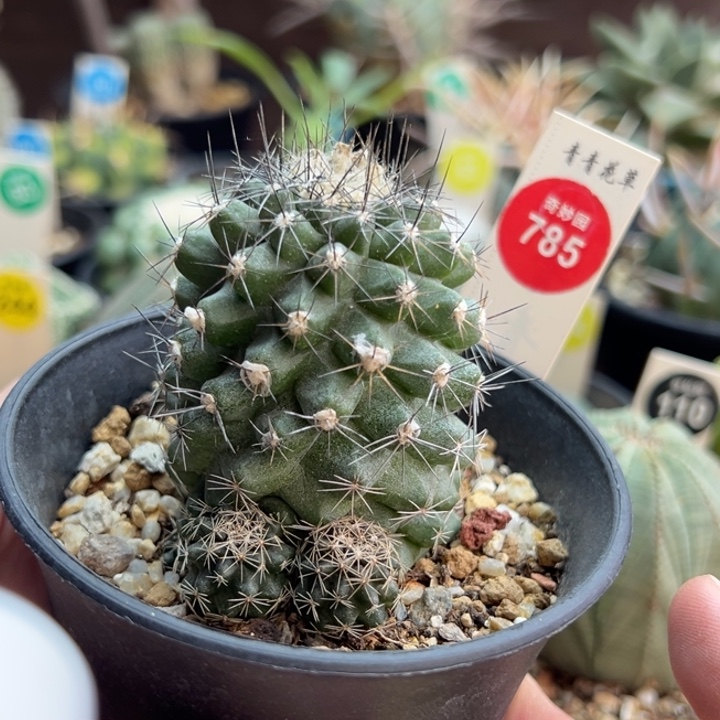 实生龙爪球公子丸群一棵4.6cm
