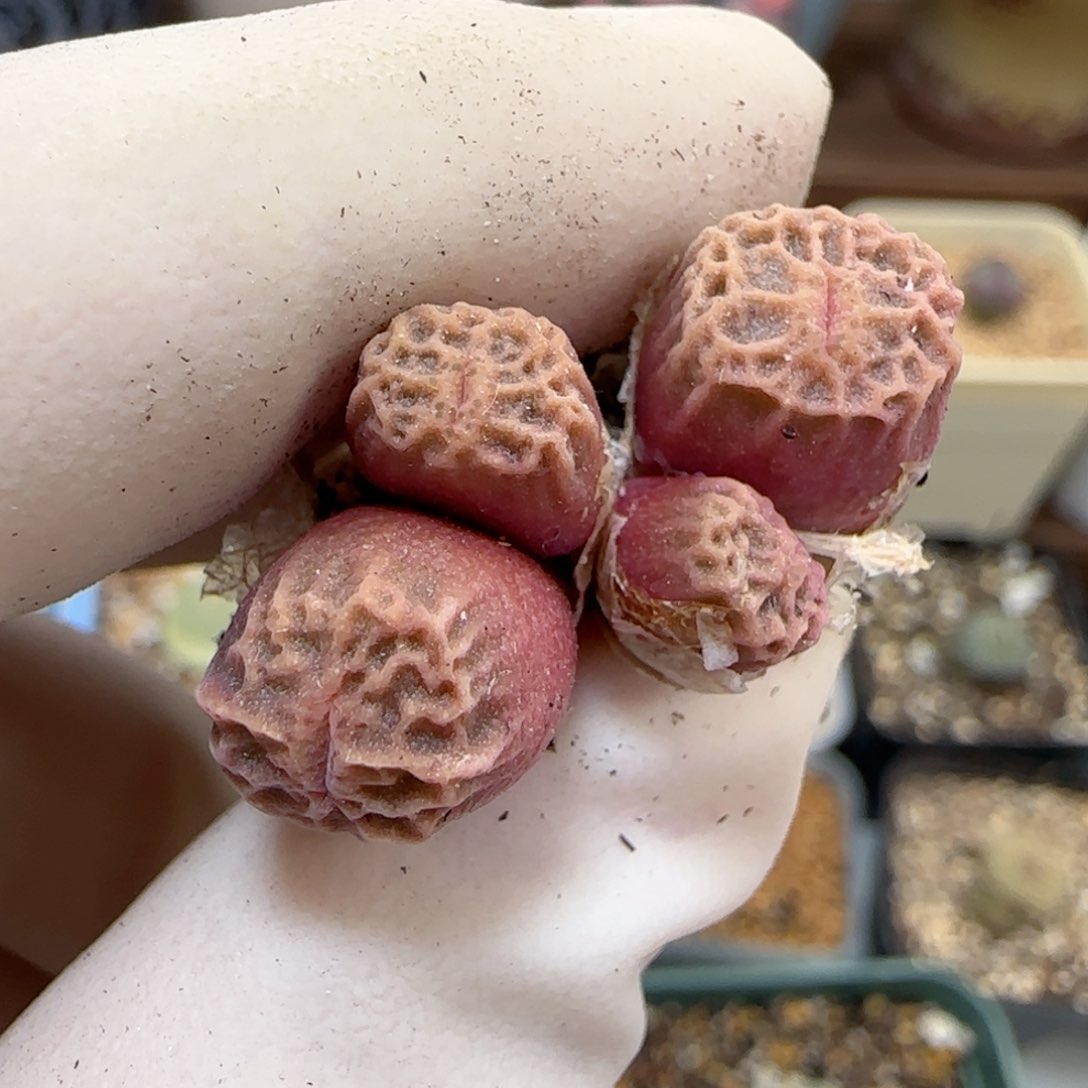 487超级烧麦优选