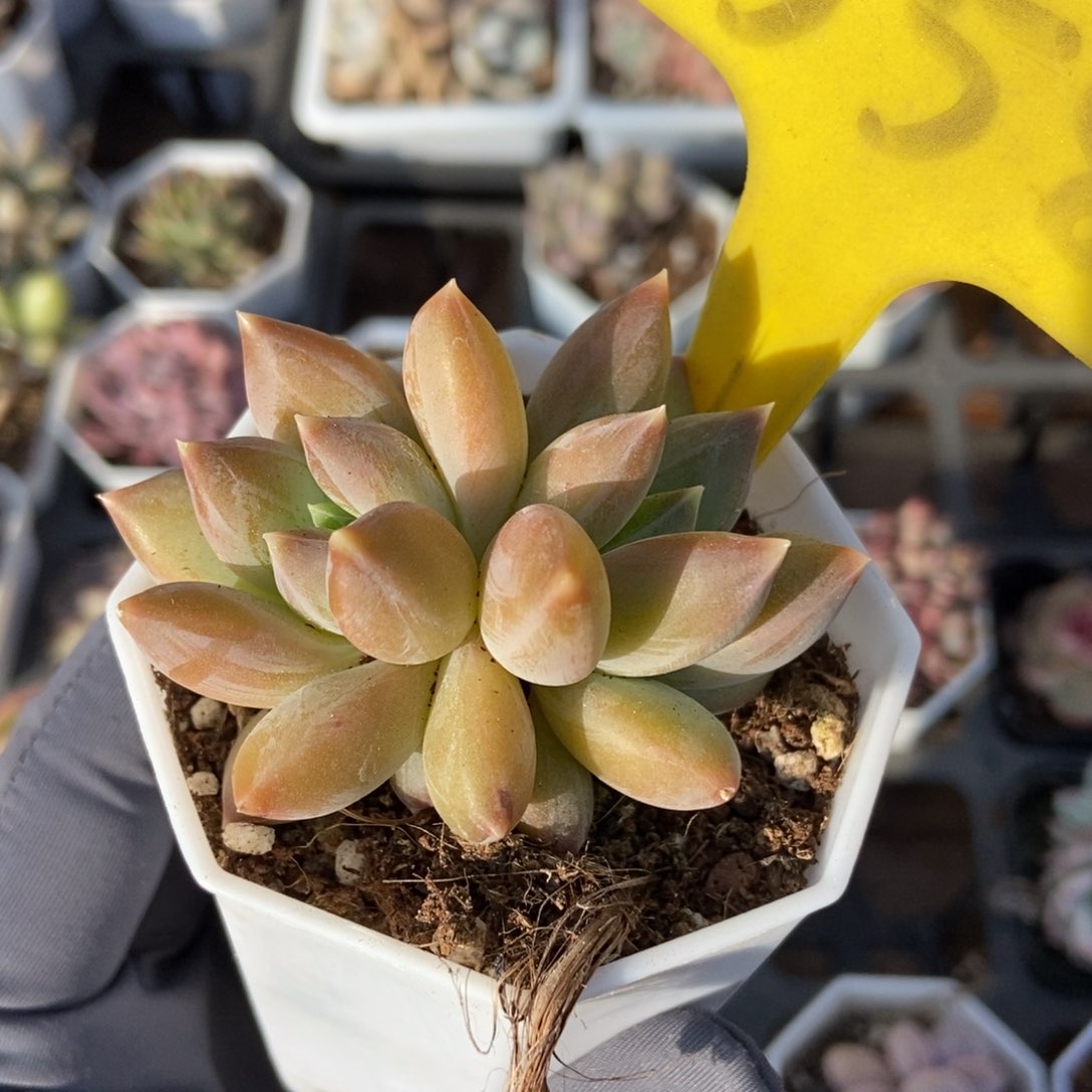 558重楼多肉植物保护