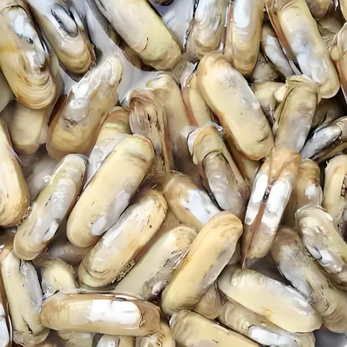 鲜活圣子1斤（已吐沙）