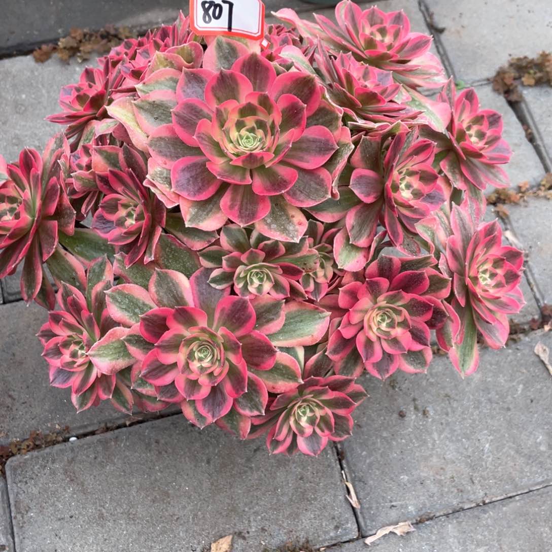 粉女妖老桩手捧807