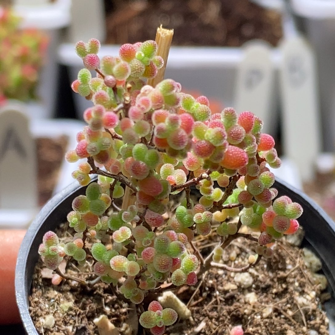 蜜桔糖球枝干番杏A665