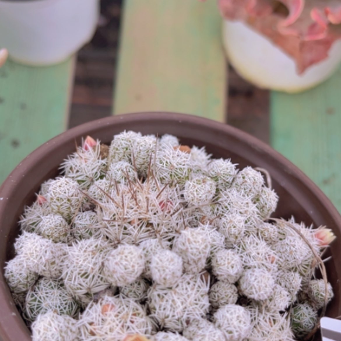 【闪购商品】白鸟16219