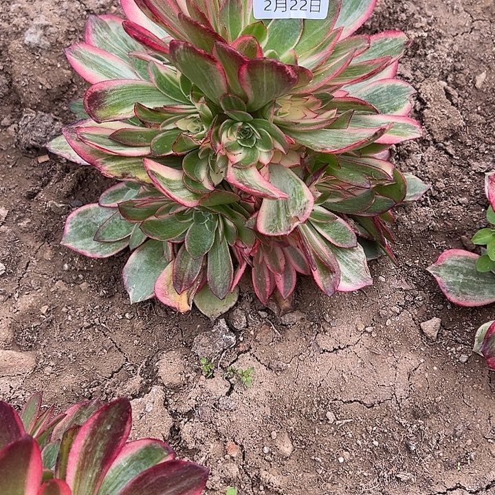 2.22-44黑膜锦多肉2