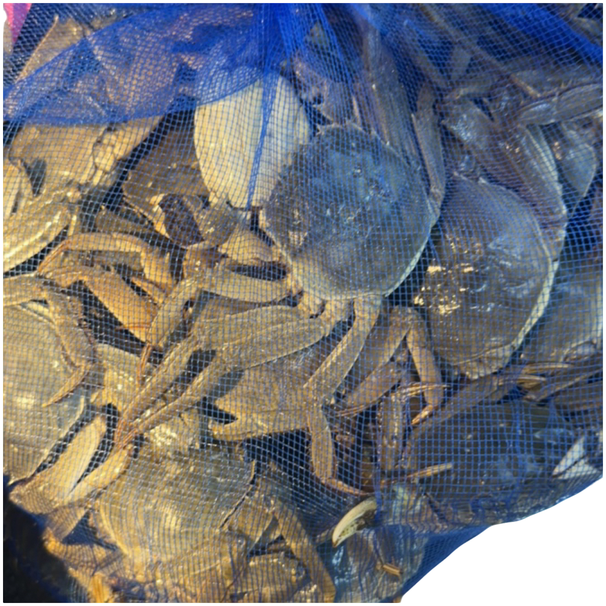 配送【活蟹】-行端-盘锦河蟹-公蟹两500g-母蟹