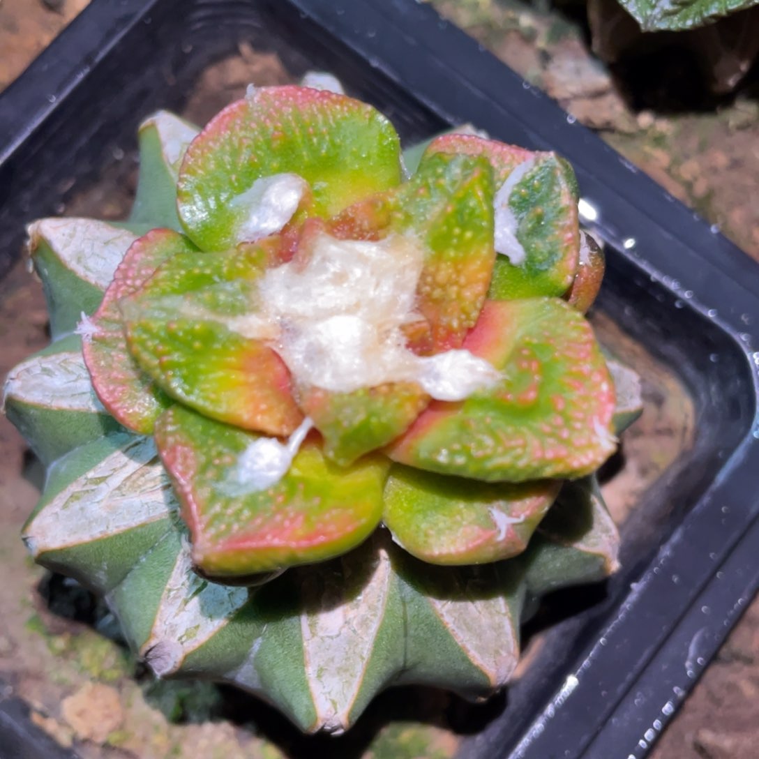 拉丝纹锦底犹菜花牡丹锦 仙人球