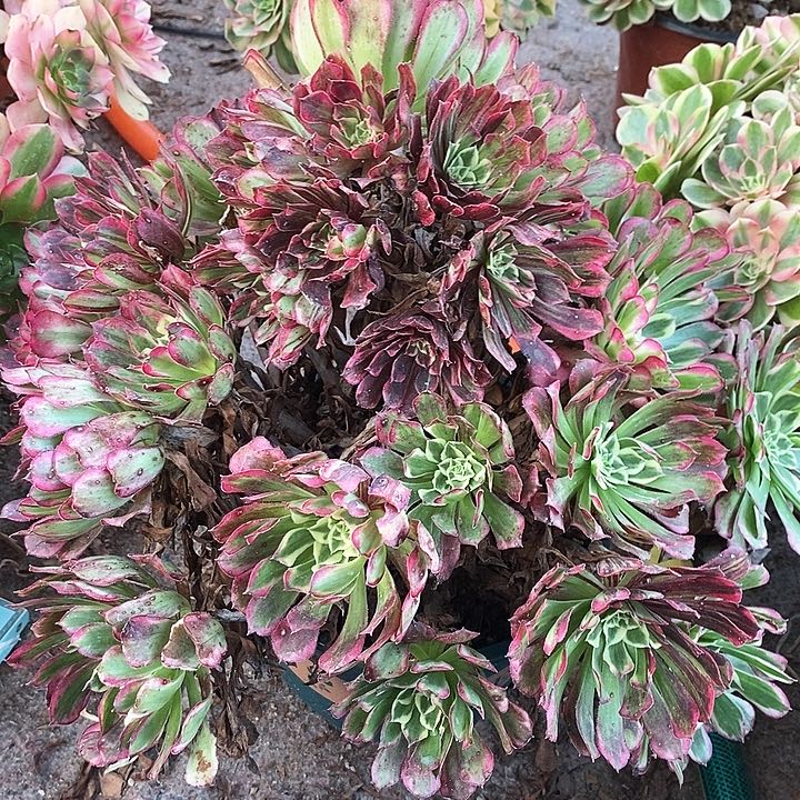 0932 一颗同花顺法师