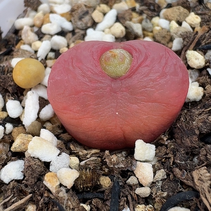 老马生石花1.8吕红2428