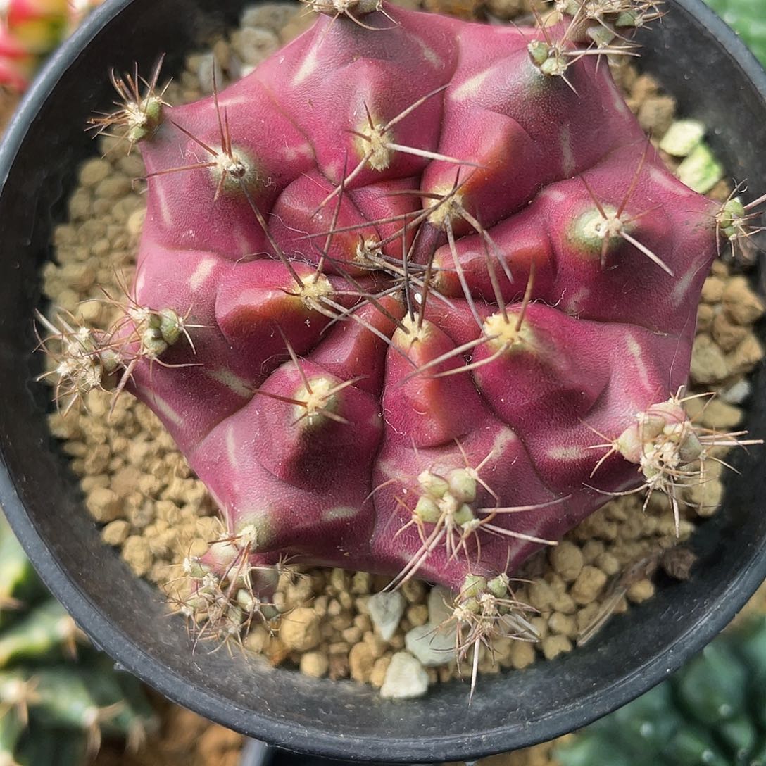 1-292米哈皮色球5.7厘米