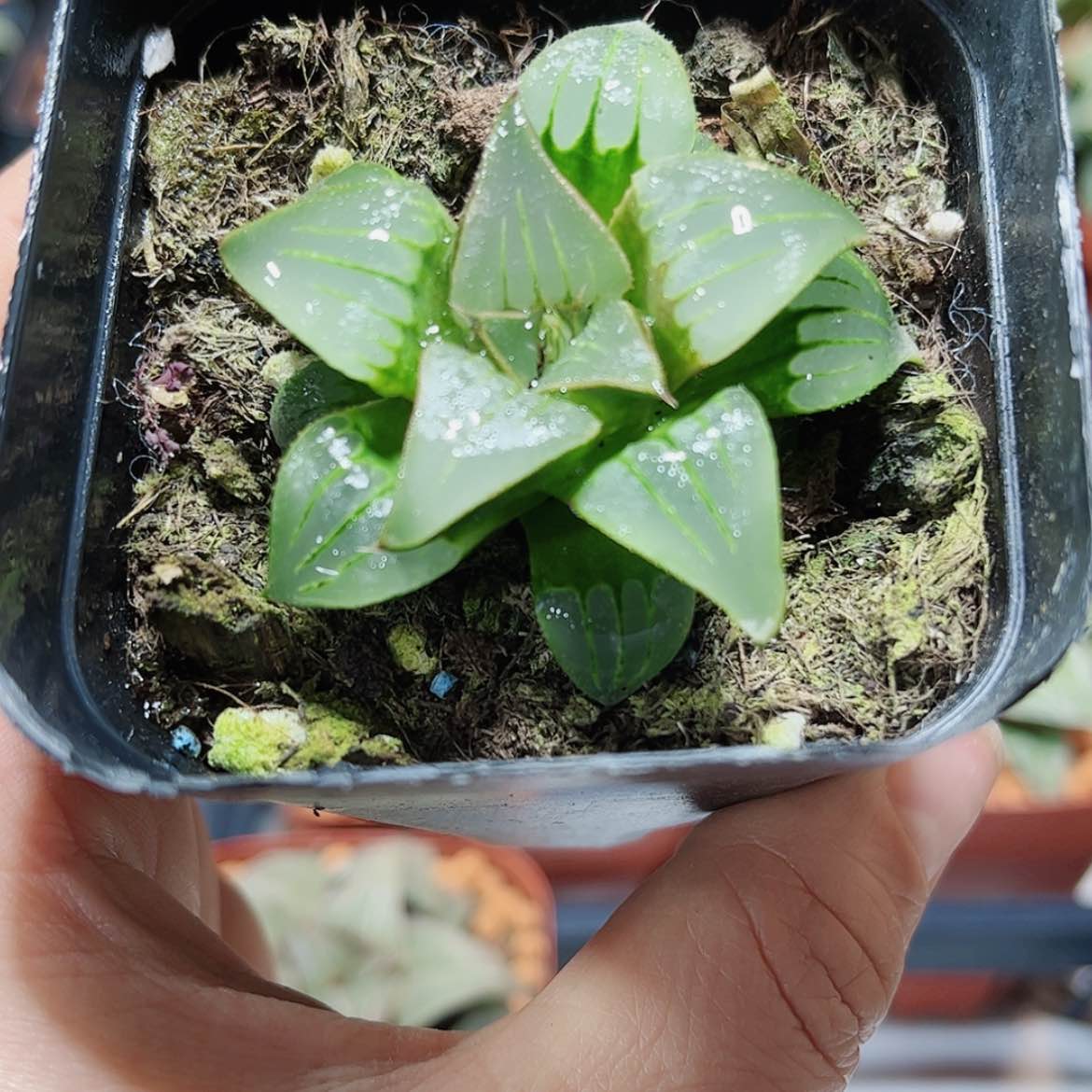 【闪购商品】媚凤芭提雅