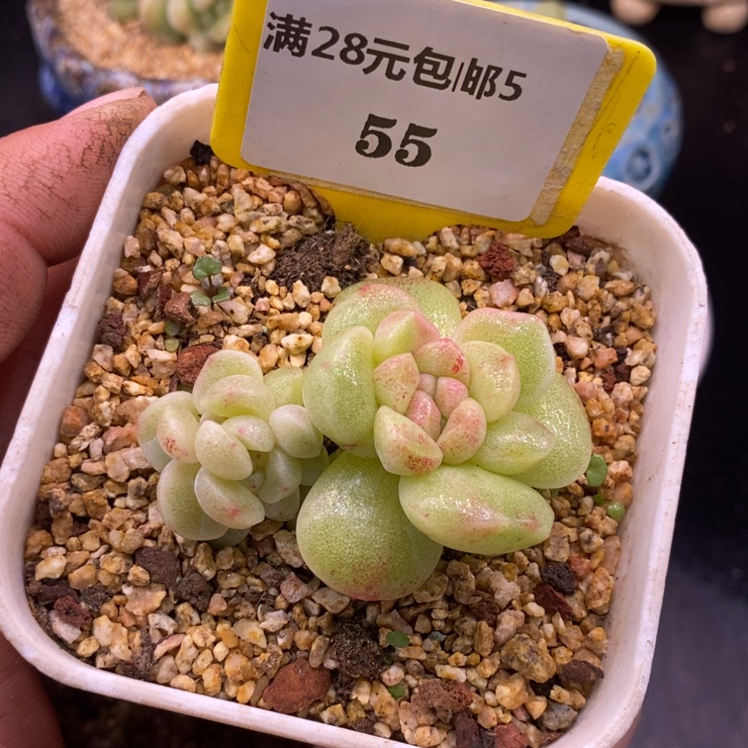 555冰玉石化朵朵缀