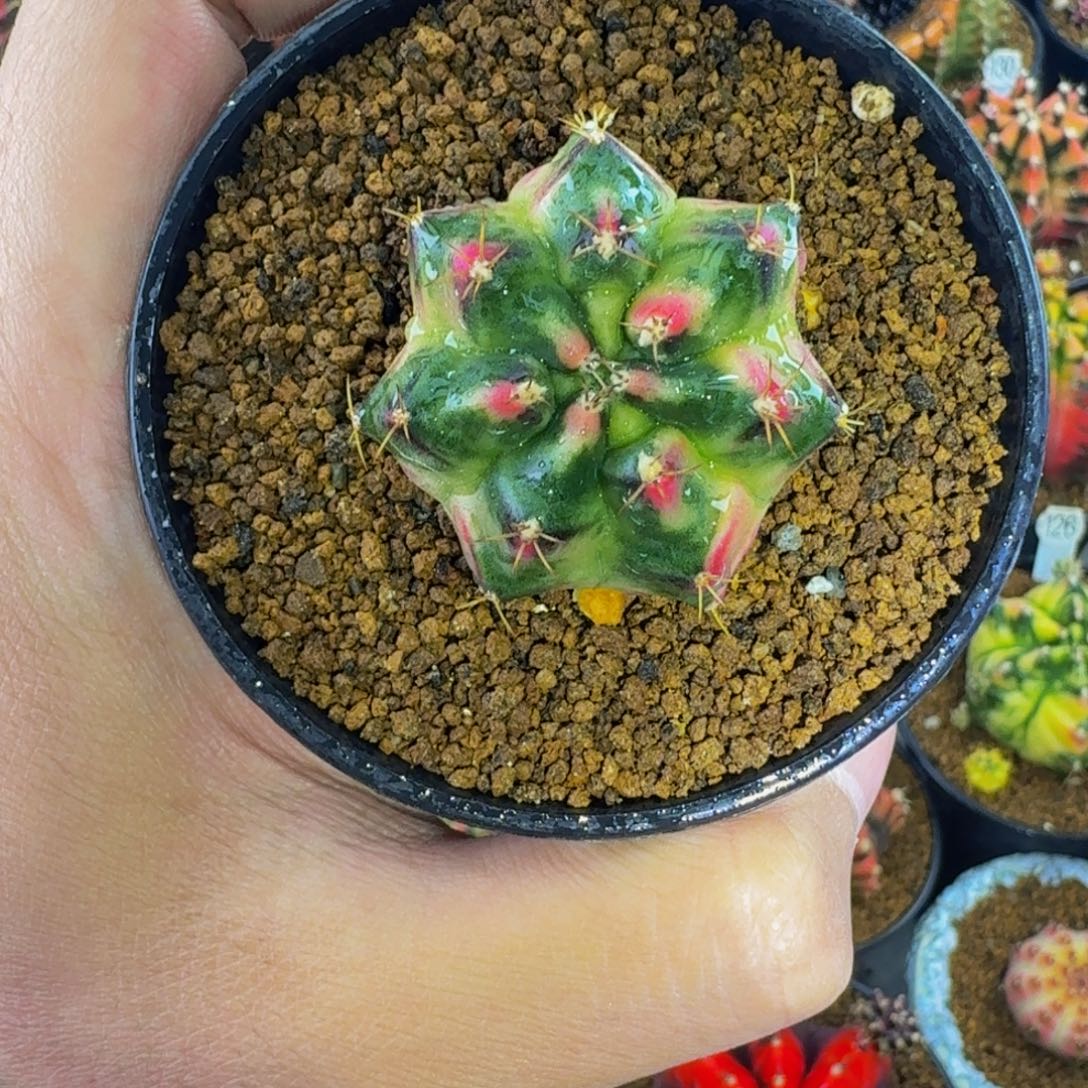 米哈星球00000003柠檬岛