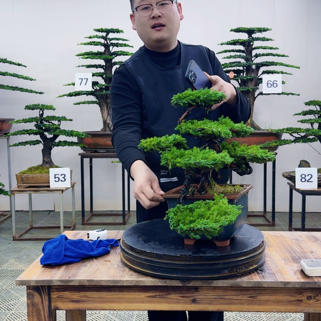 盆景柏树造型盆景