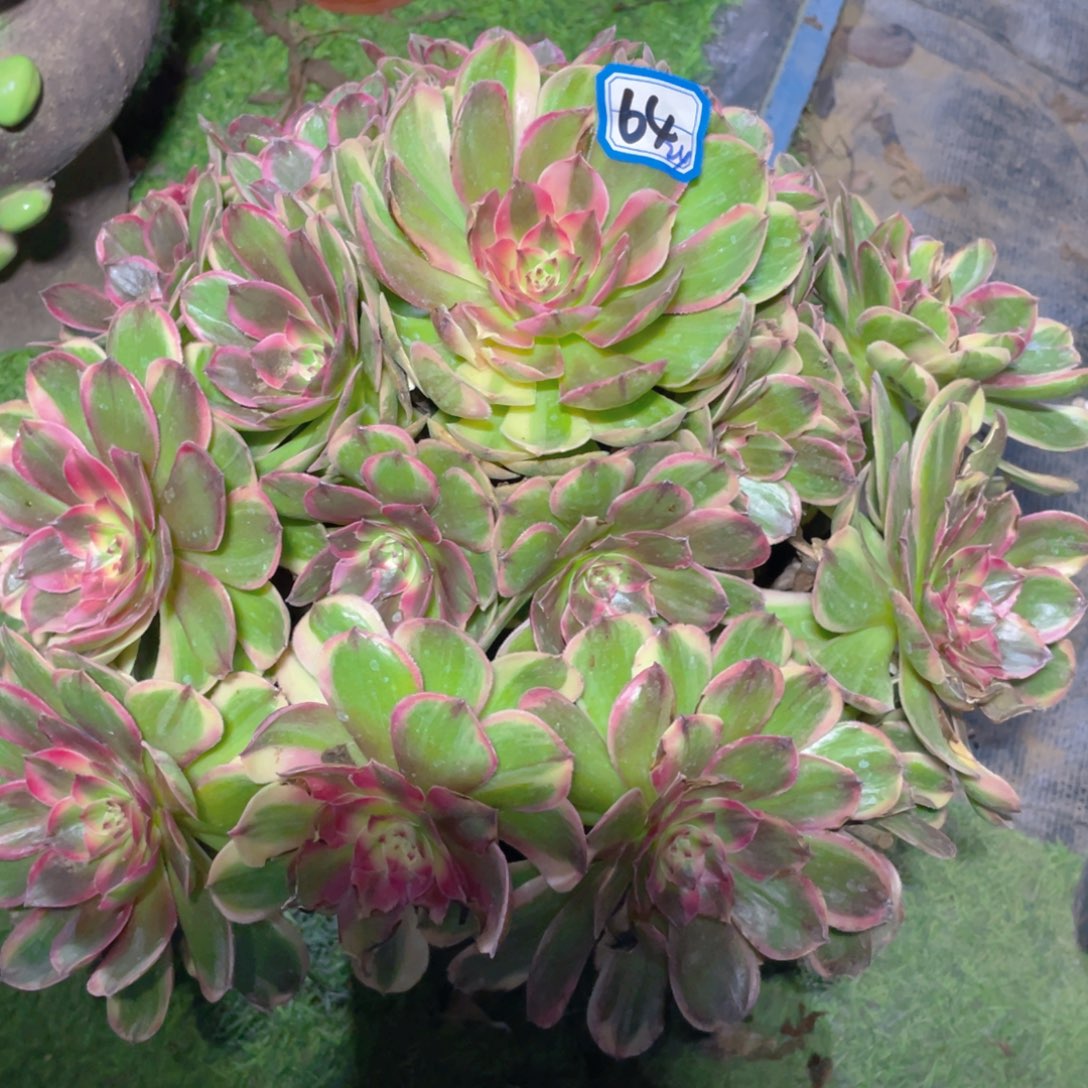 冰****64海神 精品法师多肉