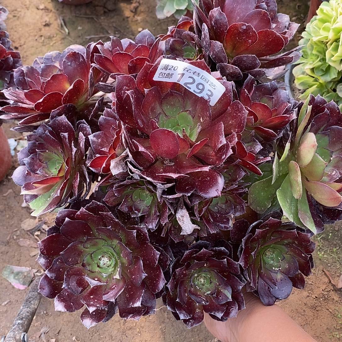 1293号黑骑士多肉植物