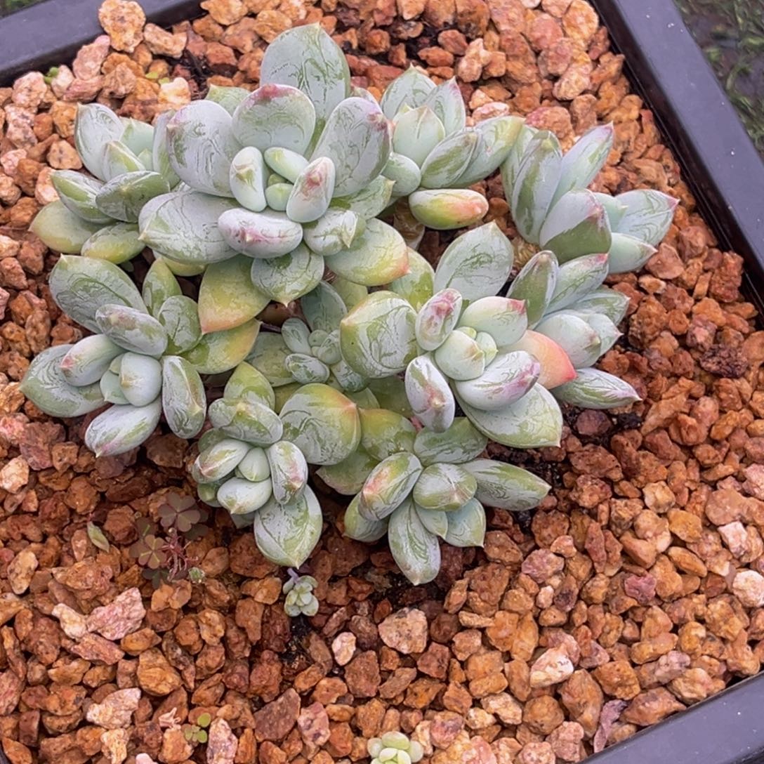 小***小1203号早上多肉植物