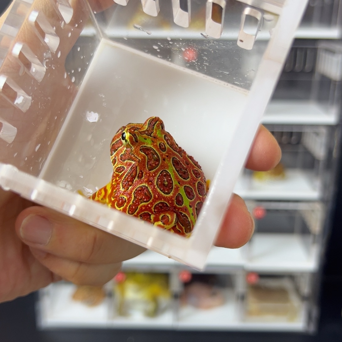 角蛙4-5cm台钟角蛙