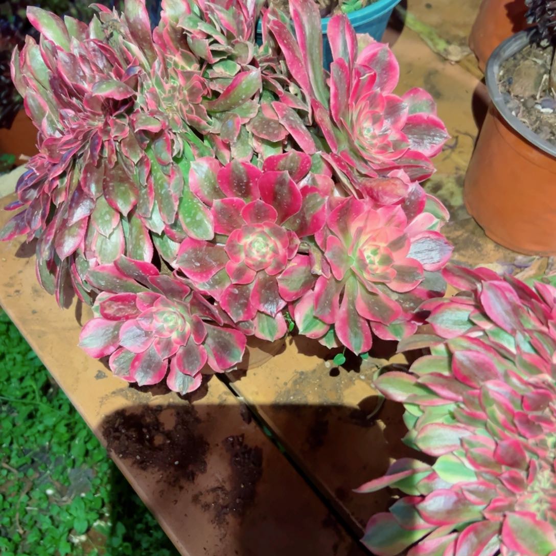 325 号多肉法师新年福利