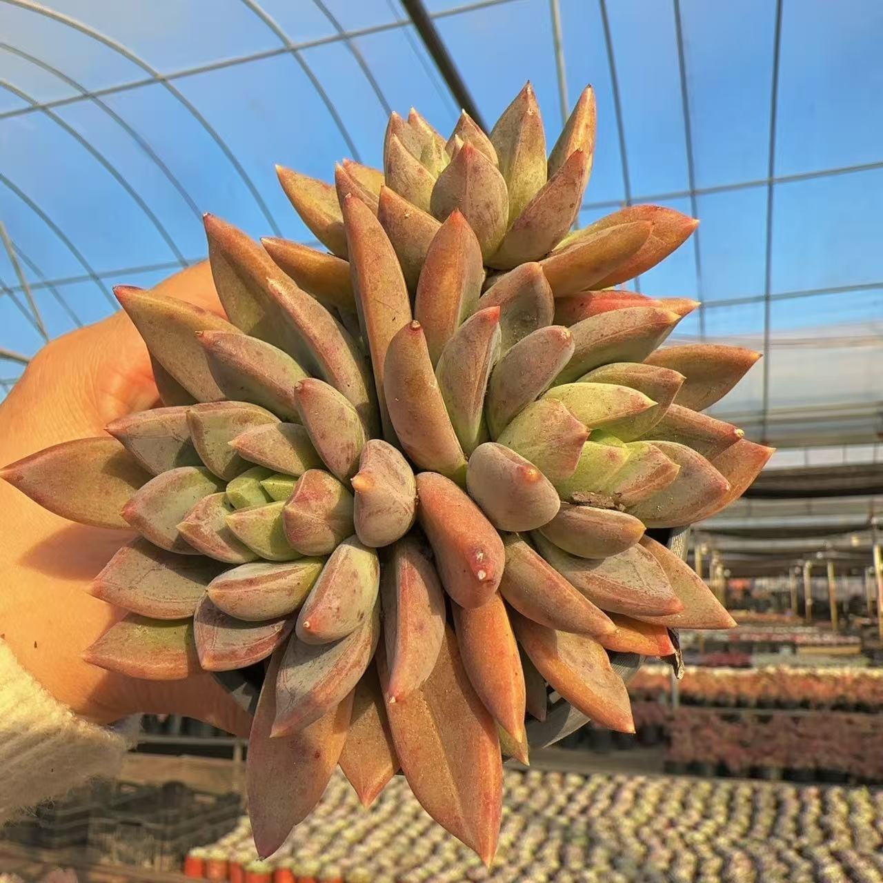 【红蛋】  多肉植物